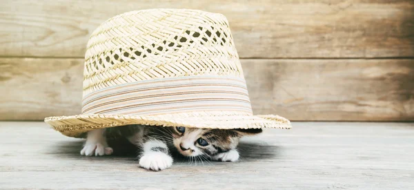 Kitten under the hat — Stock Photo, Image
