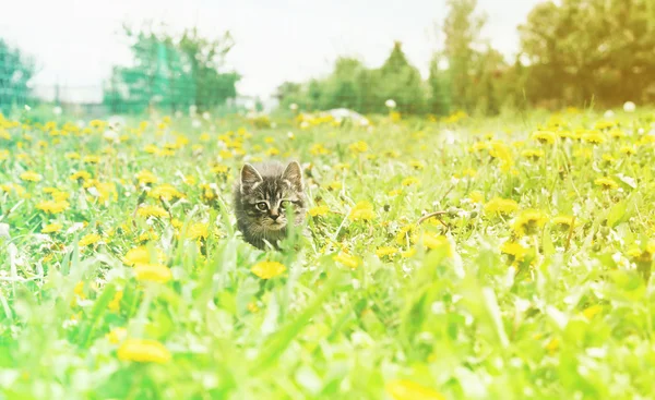 Nyfikenhet kattunge — Stockfoto
