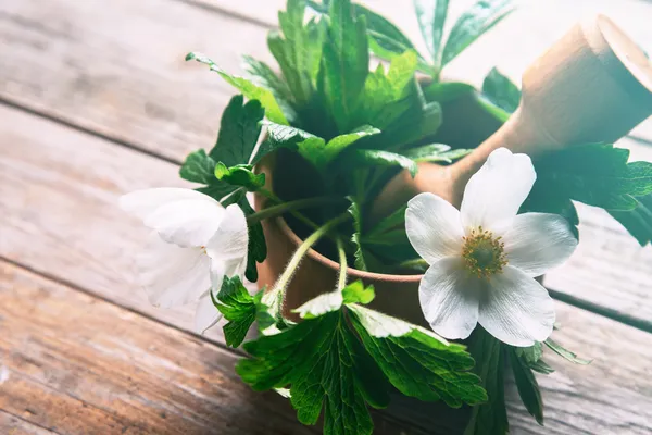 Fiori bianchi di anemone — Foto Stock