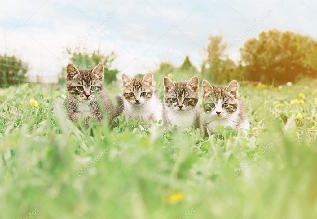 Four kittens on  meadow