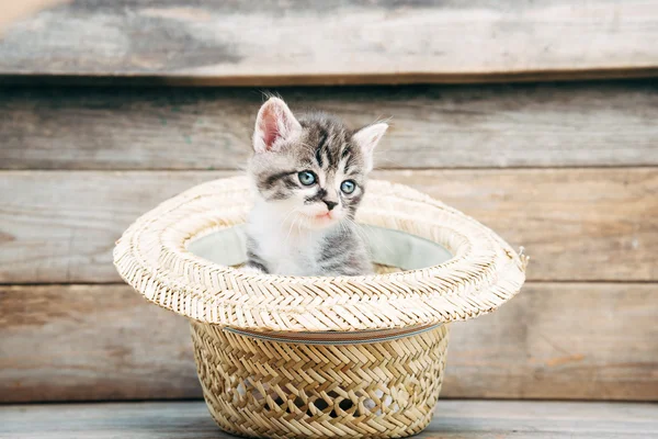 Mały kotek w kapeluszu — Zdjęcie stockowe
