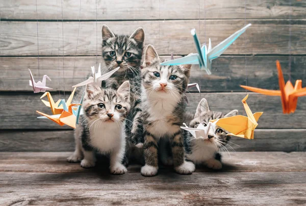 Kittens en papier kranen — Stockfoto