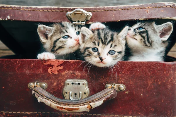 Trois chatons en valise — Photo