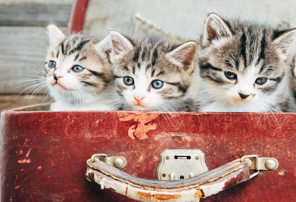 Three kittens in suitcase — Stock Photo, Image