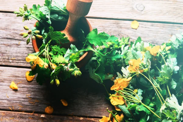 Celandine herbal — Stock Photo, Image