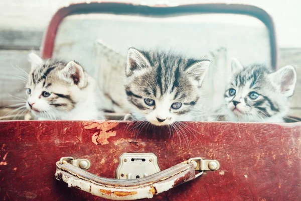 Drie kittens in koffer — Stockfoto