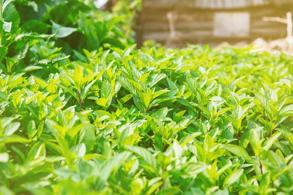 Arbusto di erba di menta — Foto Stock