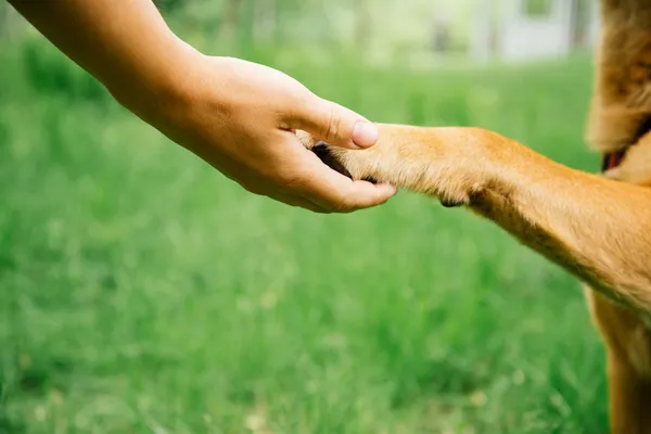 Cão e aperto de mão humano — Fotografia de Stock