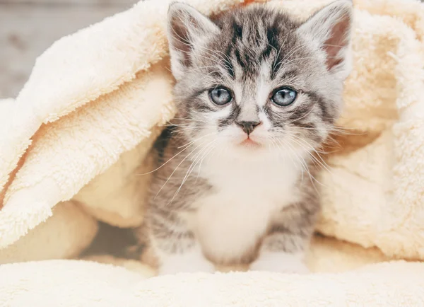 Kitten op handdoek — Stockfoto