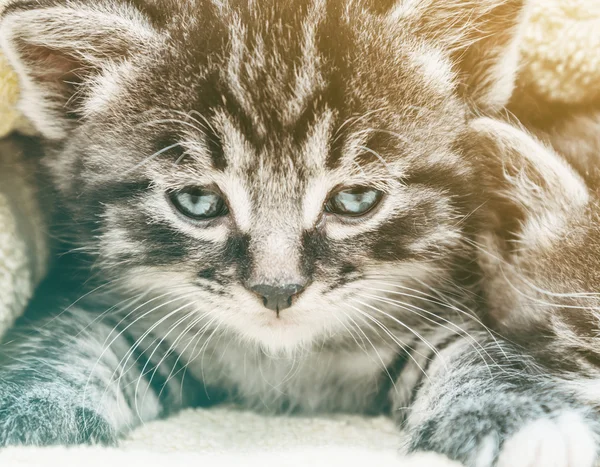 Küçük Tabby yavru kedi — Stok fotoğraf