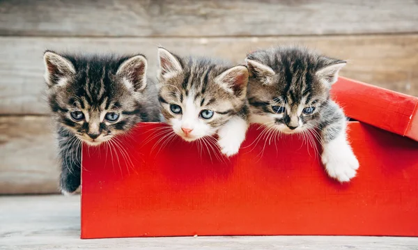 Koťátka v červené krabici — Stock fotografie