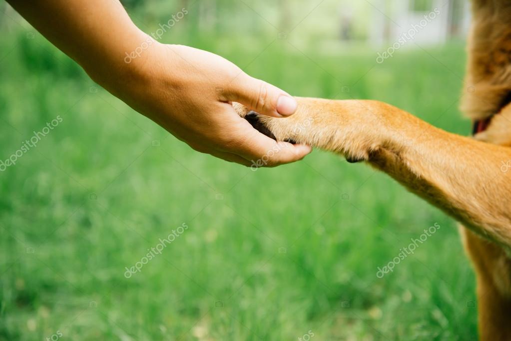 Dog and human handshake Stock Photo by ©Remains 50468605