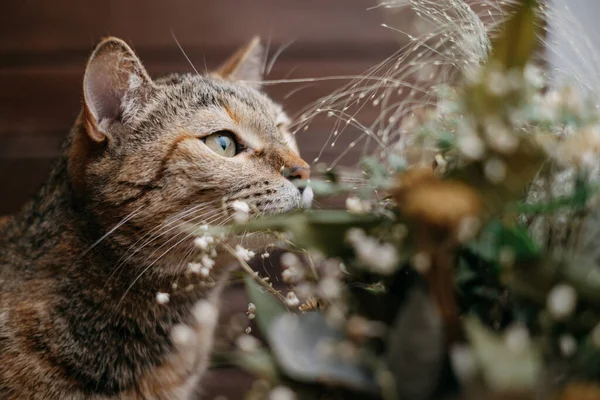 一只爱管闲事的家猫嗅花的特写. — 图库照片