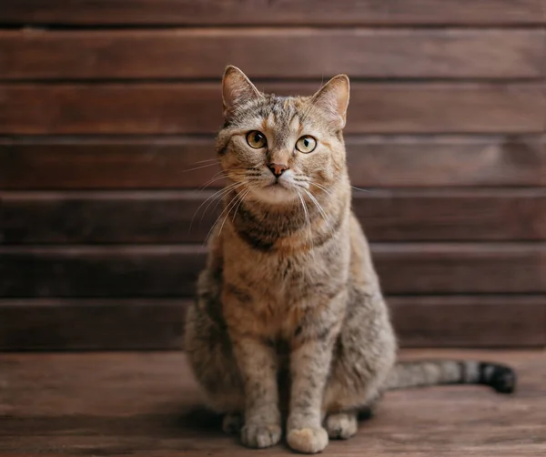 Ginger gato bonito senta-se e olha para a câmera em um fundo de madeira. — Fotografia de Stock