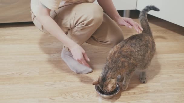 Mulher alimenta seu gato e traços. — Vídeo de Stock