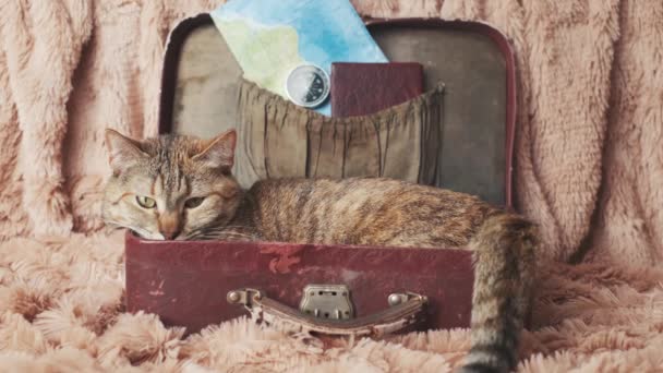Kedi, turist ekipmanlarıyla birlikte bir bavulun içinde yatıyor.. — Stok video