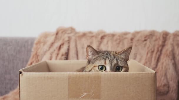 Gato con jugar en una caja. — Vídeo de stock