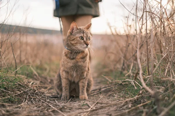 Inkivääri tabby kissa kävelee hihnassa luonnossa. — kuvapankkivalokuva