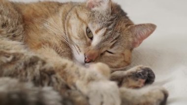 Kanepede uzanmış, esneyen ve esneyen bir kedinin yakın çekimi..