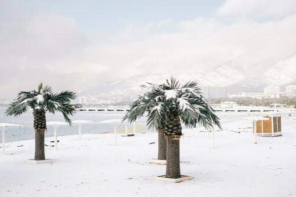 Stadspanorama van het centrale strand tijdens een sneeuwval met uitzicht op de Markotkh Range en palmbomen. — Stockfoto