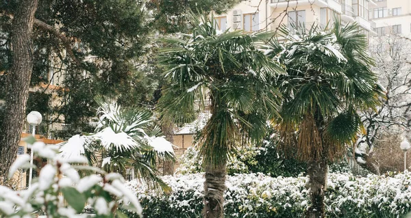 Verano plantas de palma verde están cubiertas de nieve. Fotos de stock libres de derechos