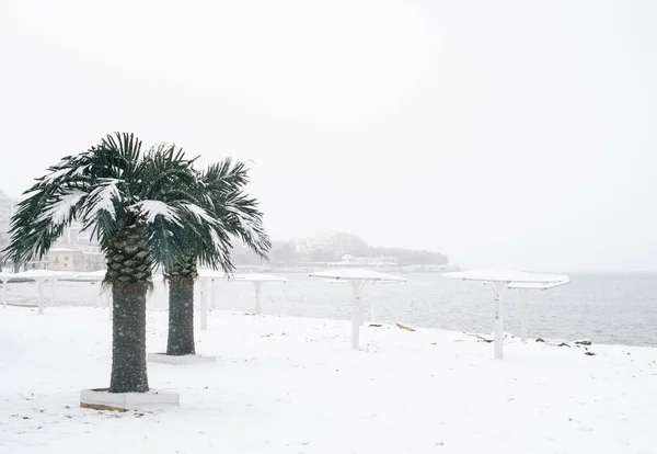 Kilátás a központi strand pálmafákkal és a városi öbölben a Fekete-tenger alatt egy hóesés. — Stock Fotó