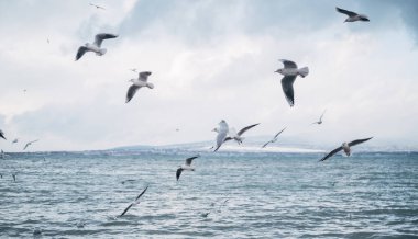 Birçok martı deniz kıyısında uçar..