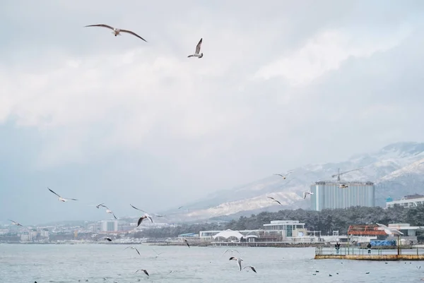 Stad strand tijdens het winterseizoen, in de verte Markotkh Range. Meeuwen vliegen op de voorgrond. — Stockfoto