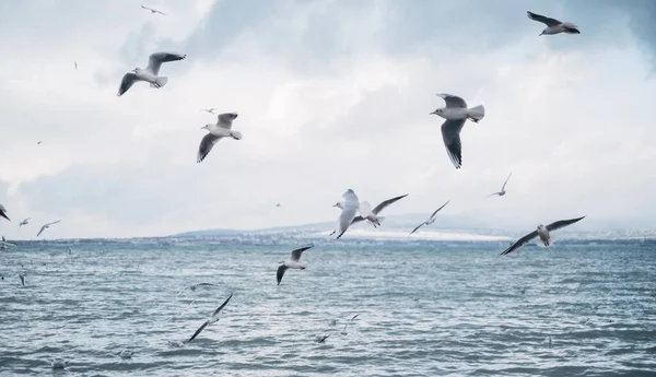 Muitas gaivotas voam perto da costa do mar. Fotografias De Stock Royalty-Free