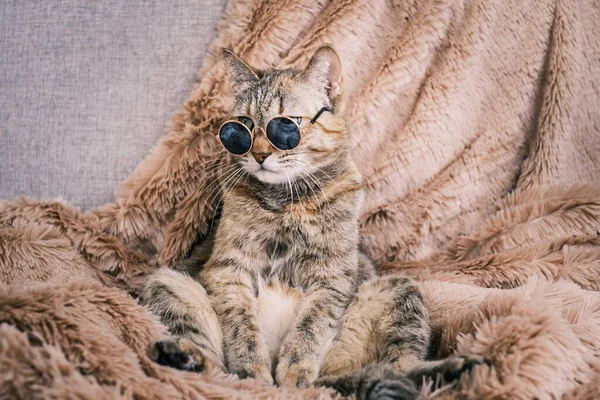 Un gato triste con gafas de sol descansa en el sofá. — Foto de Stock