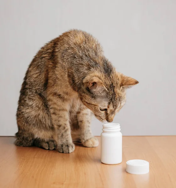 Τζίντζερ γάτα μυρίζει μπουκάλια από χάπια. Royalty Free Φωτογραφίες Αρχείου
