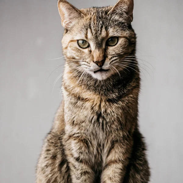 Ritratto di gatto domestico arrabbiato su sfondo grigio. Foto Stock Royalty Free