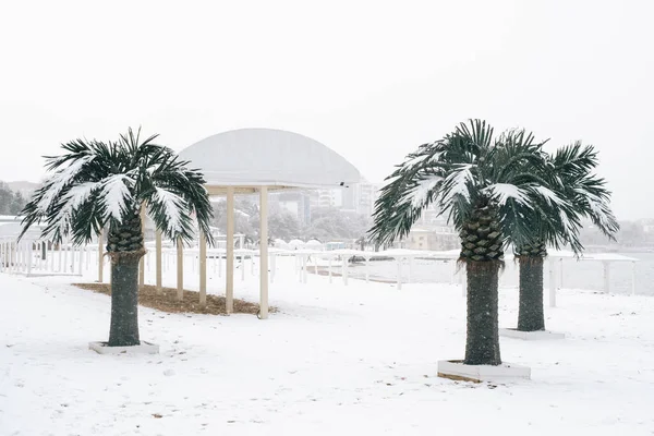 Központi strand pálmafákkal a hóban Gelendzhik városában. — Stock Fotó