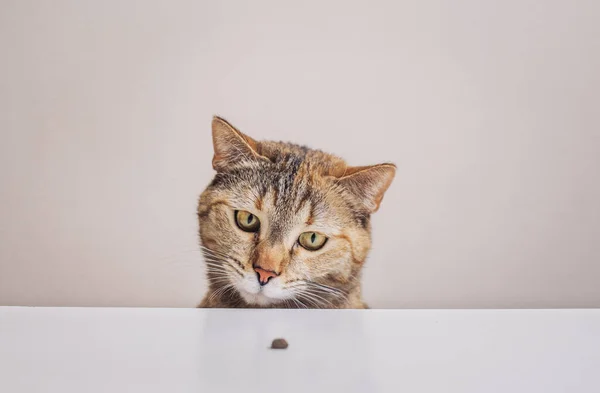 Domestic cat looks at a small crumb of food in front of her nose on the kitchen table. — Stock Photo, Image
