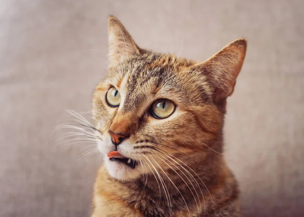 Il gatto domestico guarda nella fotocamera e lecca le labbra. Immagine Stock