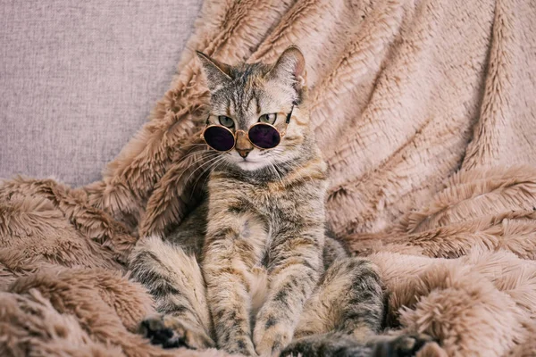 Un triste chat domestique aux lunettes de soleil repose sur le canapé. — Photo