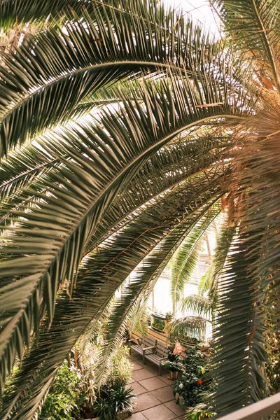 Gewächshaus des Taurischen Gartens. Blick durch die Blätter einer Palme. Stockbild