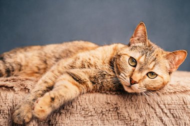 Ciddi bir evcil kedi ekose üzerinde yatar ve kameraya bakar..