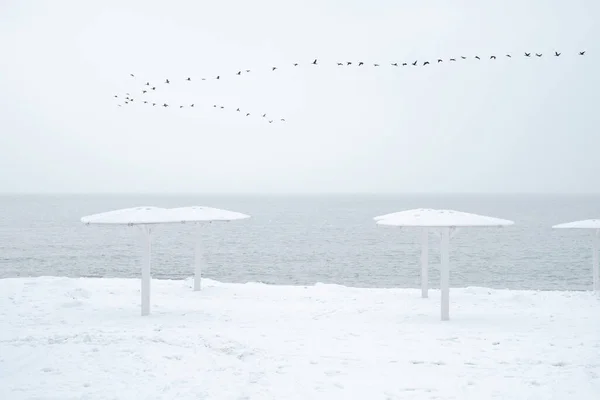 Ein Vogelschwarm fliegt während eines Schneefalls im Winter über die Meeresbucht. lizenzfreie Stockbilder