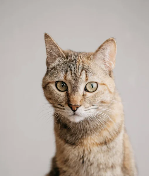 Portret Van Een Serieuze Gember Kat Een Grijze Achtergrond — Stockfoto
