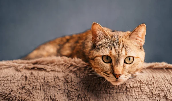 Hauskatze Liegt Auf Plaid Und Blickt Ernst Die Kamera — Stockfoto