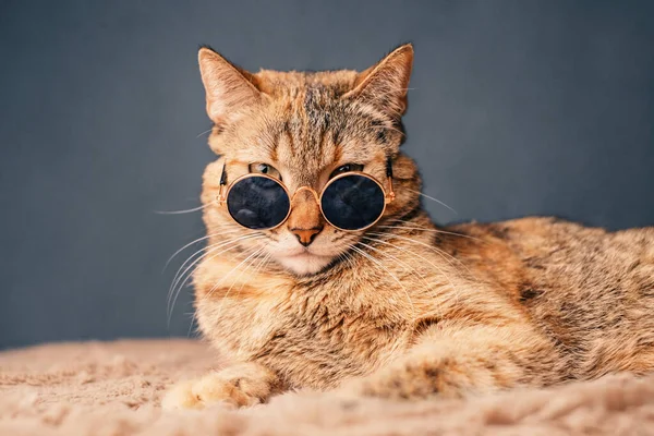 Belo Gato Vermelho Óculos Sol Posa Para Câmera — Fotografia de Stock