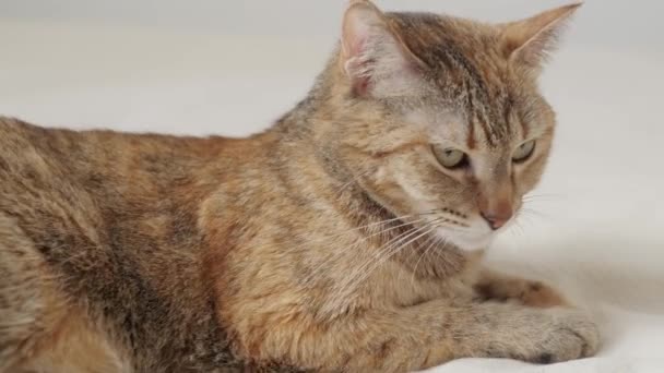 Kočka Lehne Postel Zívne Otočí Zády Kameře — Stock video