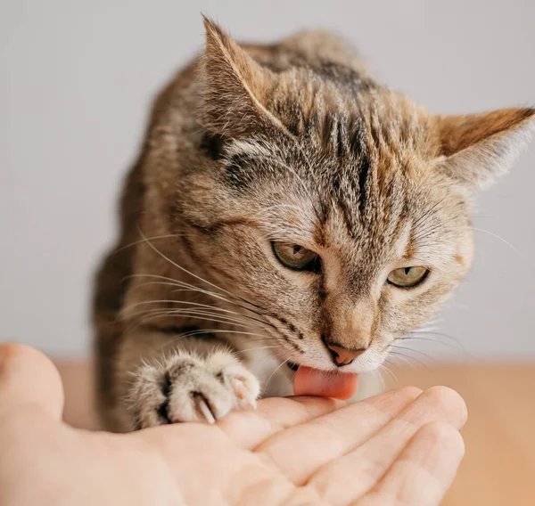 可爱的生姜猫舔人的手 友谊的概念 第一人的观点 — 图库照片