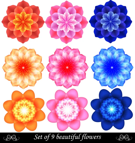 Set van 9 mooie gekleurde bloemen. — Stockvector