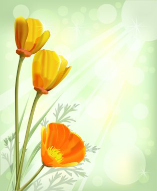California haşhaş, eschscholzia californica