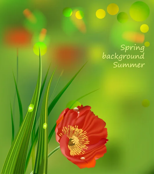 Red poppies on green summer background — Stock Vector