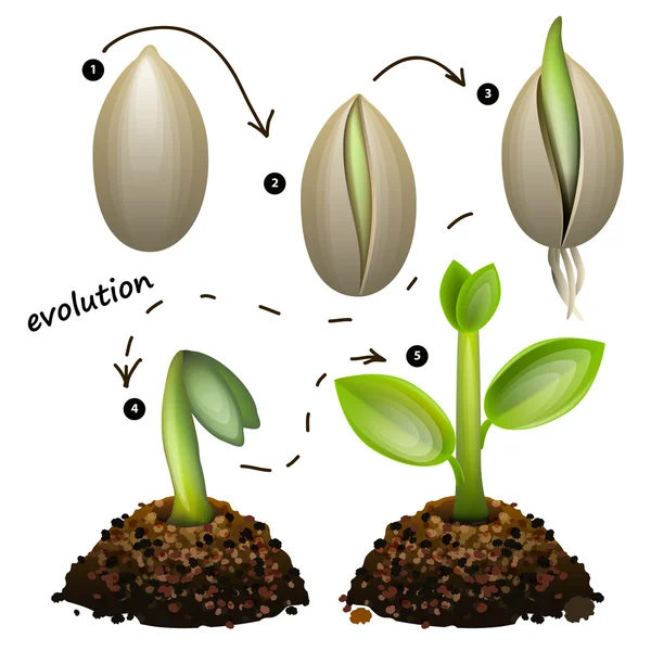 Étapes de la croissance des plantes . — Image vectorielle