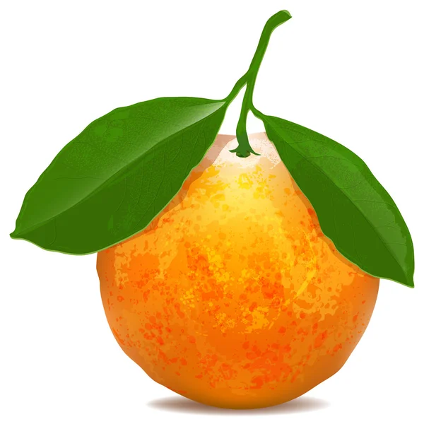Mandarina con hojas — Vector de stock