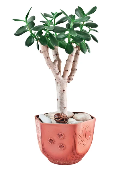 Crassula ovata или нефритовое растение в цветочном горшке — стоковое фото